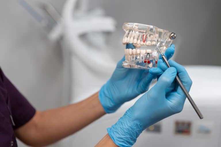 Medic care arata structura dintelui pe un mulaj dentar